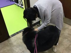 -美联众合动物医院·24h转诊中心