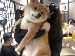 -逗柴咖啡屋·狗咖猫咖宠物桌游