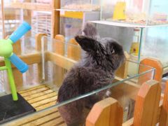 -宠物兔专门店(天丰利市场店)