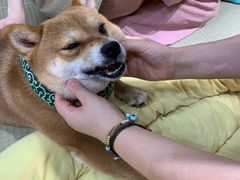 -逗柴咖啡屋·狗咖猫咖宠物桌游
