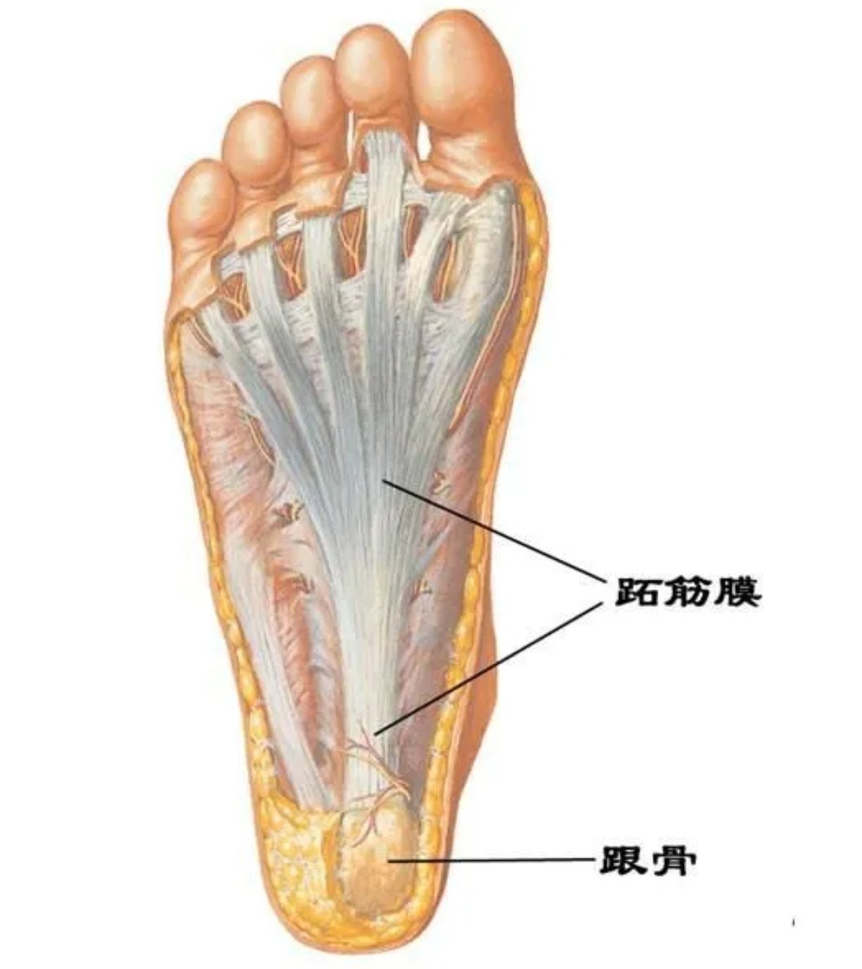 脚底肌肉分布图图片