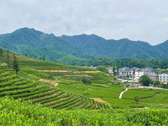 -龙坞茶村