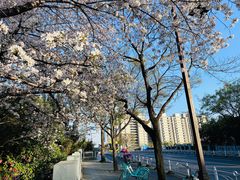 -嘉定紫藤园