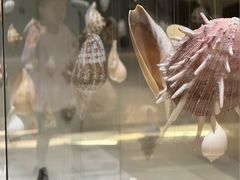 -青岛贝壳博物馆