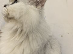 -李小姐の猫咖啡馆(五角场店)