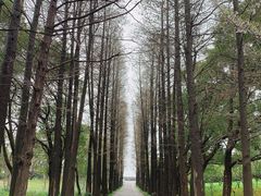 -上海滨江森林公园