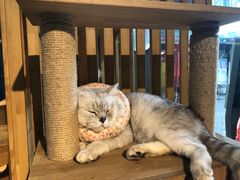 -more than meow吴止猫主题餐厅(承德 中船汇店)