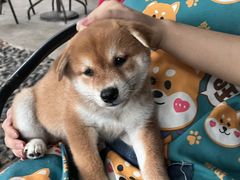 -柴犬高等学院·狗咖·柴犬售卖·宠物训练