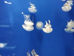 -迪拜水族馆及水下动物园