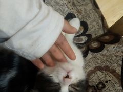 -万小咖.猫咖(中山路天虹店)