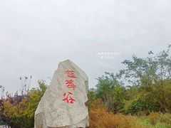 -金石滩蓝莓谷庄园