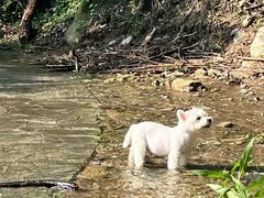 -素山寺森林公园