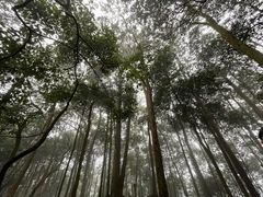 -缙云山景区