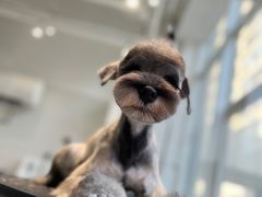 -爱宠屋pet shop·宠物洗澡·宠物美容