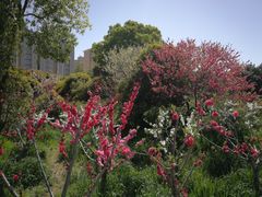 -南汇桃花村