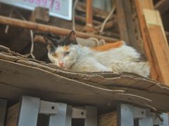 -菜园坝水果市场