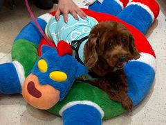 -帕帕拉兹宠物(亚洲旗舰店)