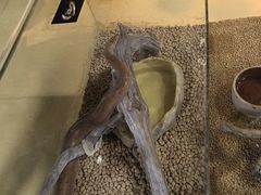 -萌宠奇缘(荣鼎店)