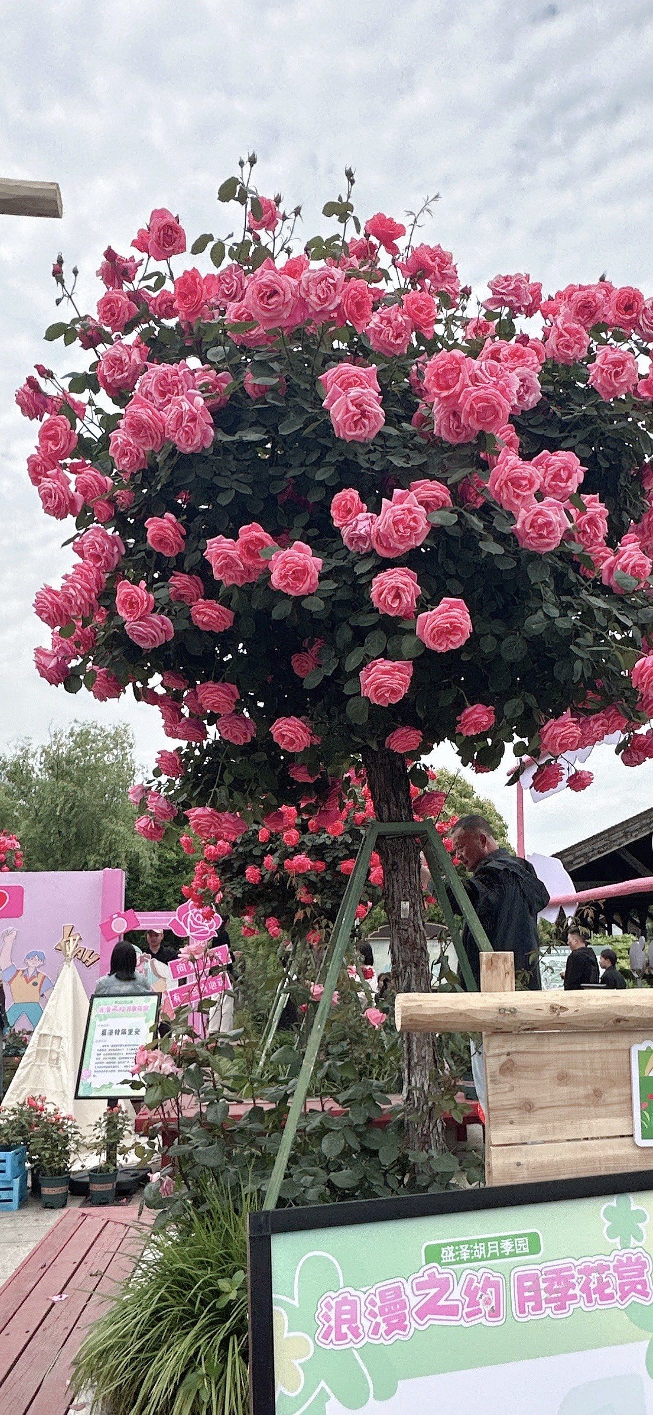 盛泽湖月季园