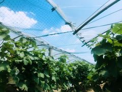 -马陆小张葡萄园农家乐