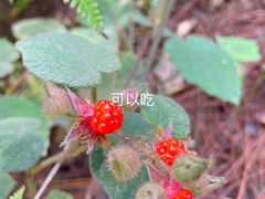 -鼓岭旅游度假区