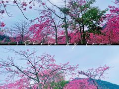 -风云岭森林公园