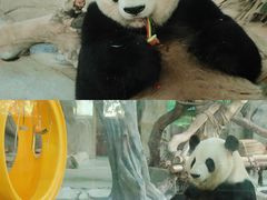 -灵玲国际马戏城