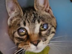 -爱侣宠医·鹦鹉专科·小型哺乳类·异宠专科(灵石路店)