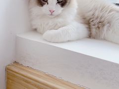 -猫腻·猫咖·撸猫馆(星光大道店)