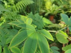 -国家植物园南园