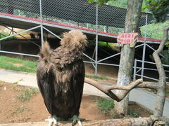 -西霞口神雕山野生动物世界