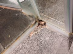 -成都蓝城悦杏温泉美食酒店(宽窄巷子店)