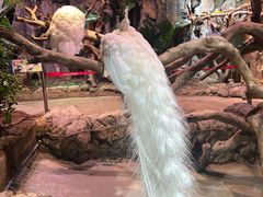 -正佳雨林生态植物园