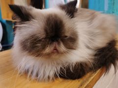 -猫小院猫主题咖啡厅(北锣店)