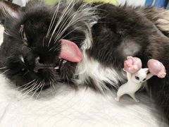 -艾吉宠物医院·疑难杂症转诊中心·猫友好(碧江路院)