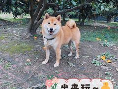 -上海滨江森林公园