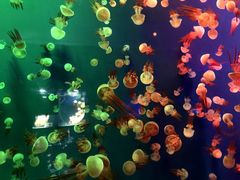 -成都浩海立方海洋公园