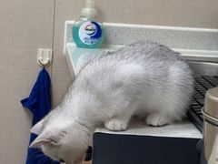 -安安宠医·臻爱宠物医院·宠保定点(营门口路分院)