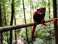 -都江堰中华大熊猫苑