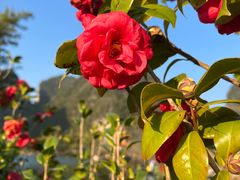 -靖西鹅泉风景区