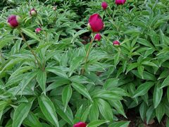 -合肥三国新城遗址公园