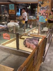 -造物庄园 萌宠纪(苏州湾歌林公园店)
