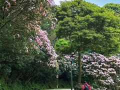 -梧桐山风景名胜区