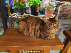 -猫的天空之城概念书店(杭州南宋御街店)