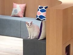 -CAT’S MEWSTAR CAFE·喵星球猫屋(晴湾咖啡店)