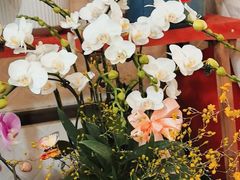 -龙大花卉苗木市场