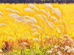 -Peet's Coffee皮爷咖啡(豫园店)