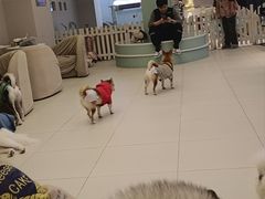 -怪兽屋·羊驼·猫咖·狗咖(俊华广场店)