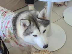 -怪兽屋·羊驼·猫咖·狗咖(俊华广场店)