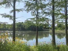 -贡湖湾湿地公园